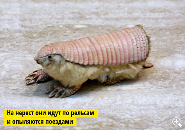 Плащеносный броненосец Плащеносный броненосец