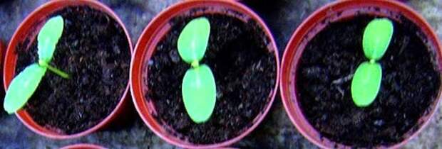clip_image002