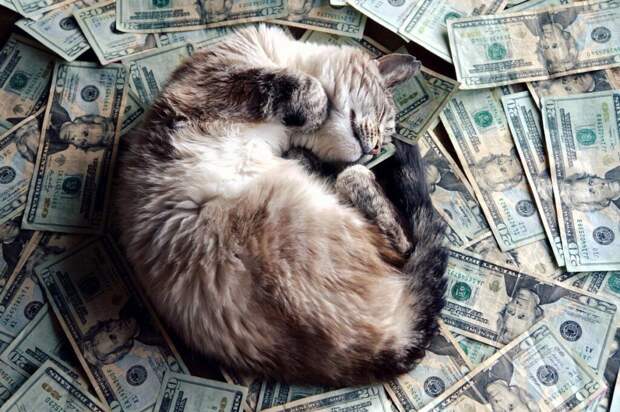 5 самых богатых котов в мире. Питомцы, которые унаследовали состояние