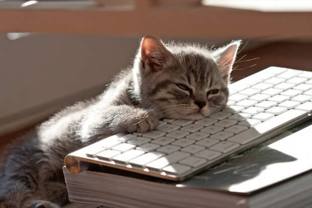 15 котов, которые ведут себя как офисные работники (13)