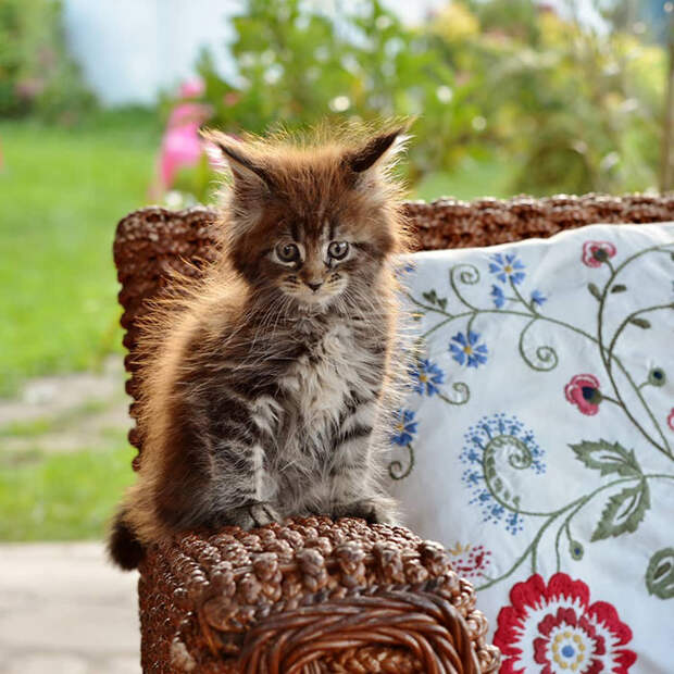 50 котят породы мейн-кун, которые ещё только ждут своего взросления