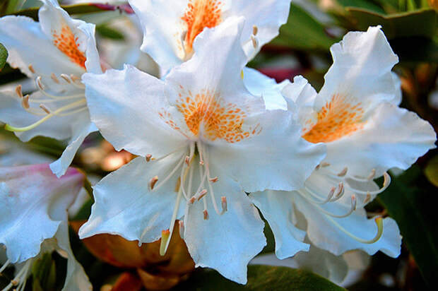rhododendron-flower-10 (500x333, 132Kb)