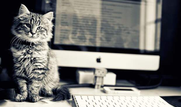 office-cat