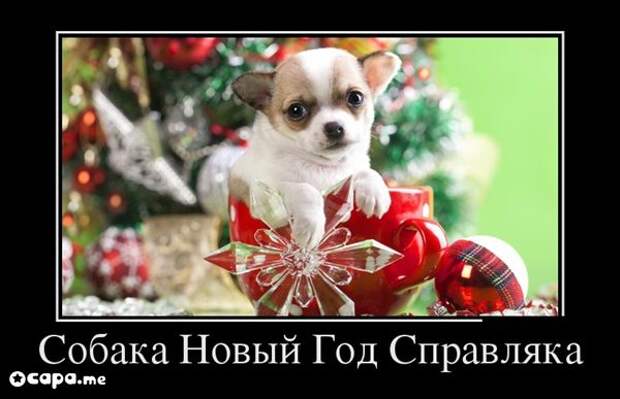 Подборка новогодних демотиваторов