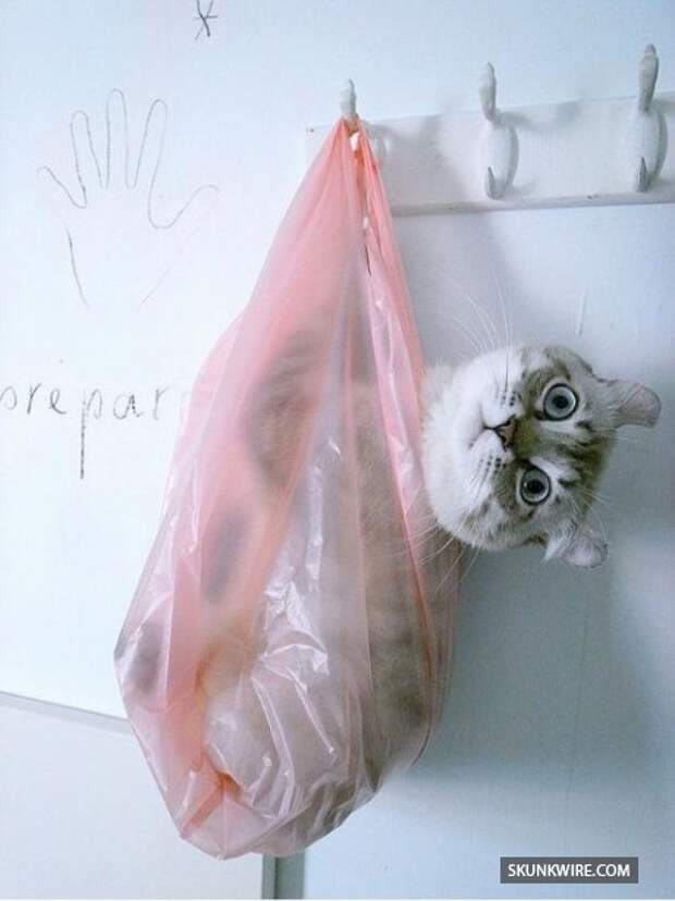 Хозяин, выпусти! коты, фото