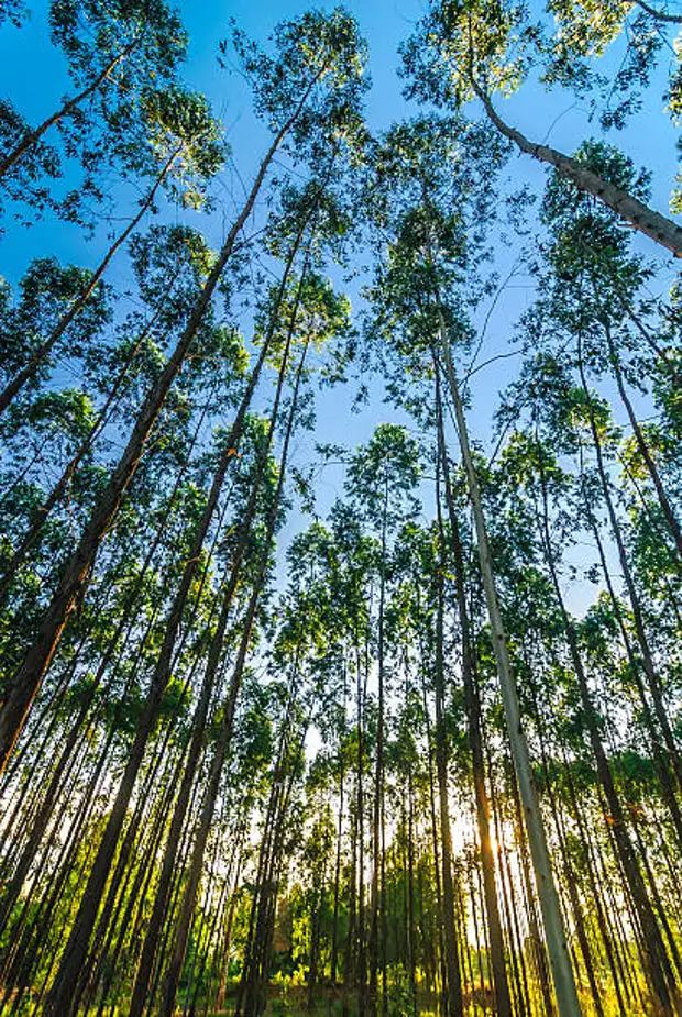 https://media.istockphoto.com/photos/in-the-eucalyptus-forest-picture-id177424068?k=6&m=177424068&s=612x612&w=0&h=dC9SqwExddoxeAodooNrqoNIkA0BOCiCf7mhDmW_RjY=