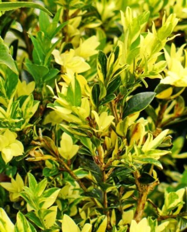 Aureovariegata