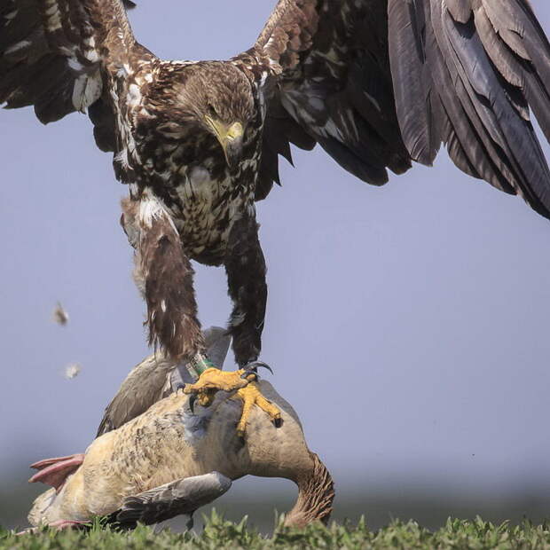 Хищные птицы в редких фотографиях Andreas Hemb