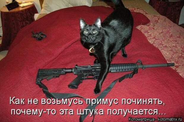 Котоматрицы(картинки с надписями)