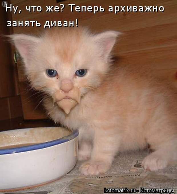 Чудная котоматрица 19