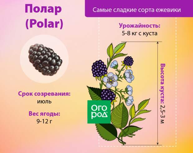 Ежевика Полар
