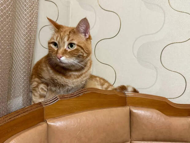 Кошки, которые смотрят на вас снизу вверх: 5 пород, обожающих хозяев больше жизни