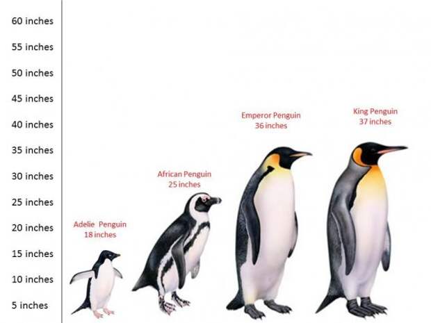 Пингвины- гиганты птичьего мира земля, природа, удивительное рядом, чудеса