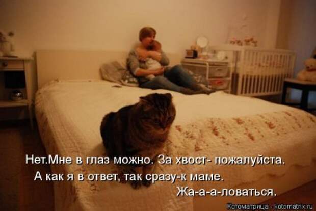 Кошкоматрицы.