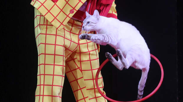 Пушистые таланты: сколько зарабатывают кошки Куклачева в театре