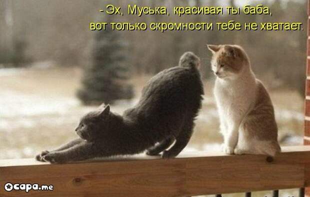 Позитивные котэ (29.05.15)