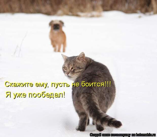Лучшие котоматрицы недели (50 фото)