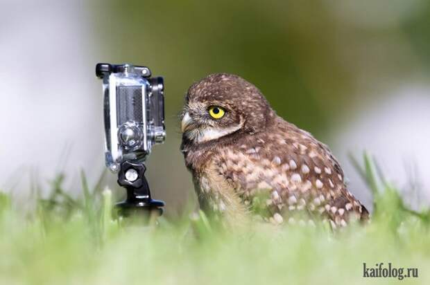 Comedy Wildlife Photography Awards 2015 (40 фото)