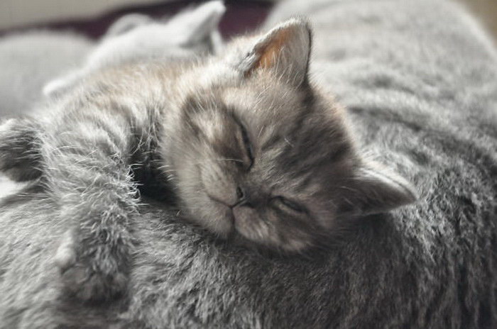 20 улыбающихся кошек, которые подарят вам прекрасное настроение
