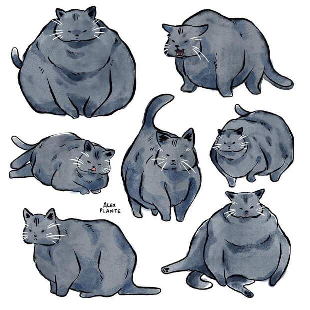 Толстая кошка по кличке Шлакоблок — новая звезда соцсетей. Многие узнали в ней себя