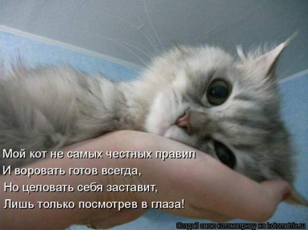 Свежая котоматрица для хорошего настроения (31 фото)