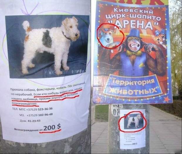Остроумные объявления о пропаже животных, которые заставят улыбнуться животные, коты, прикол, юмор