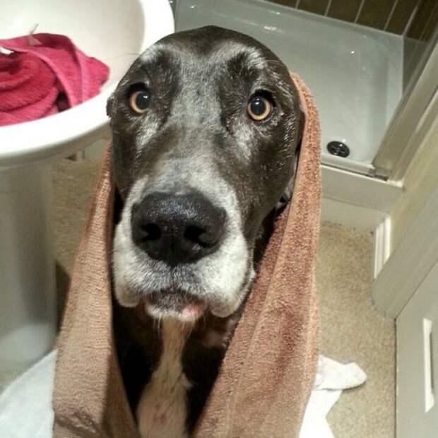 Животные-очаровашки (26 фото)