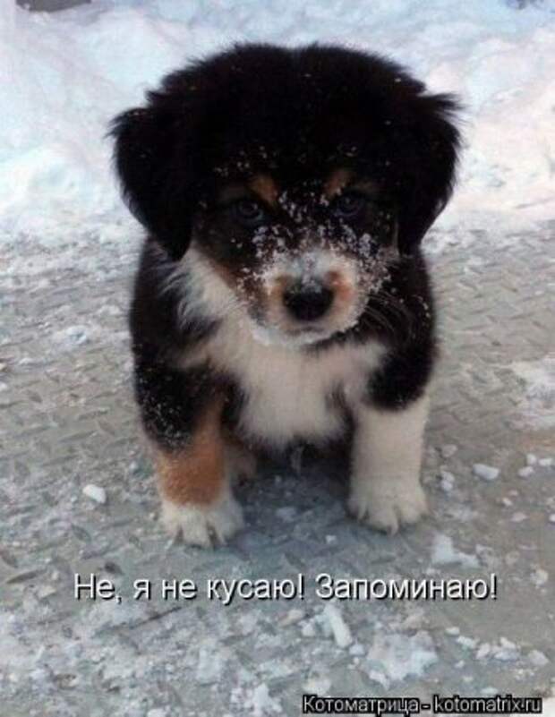 Котоматрицы