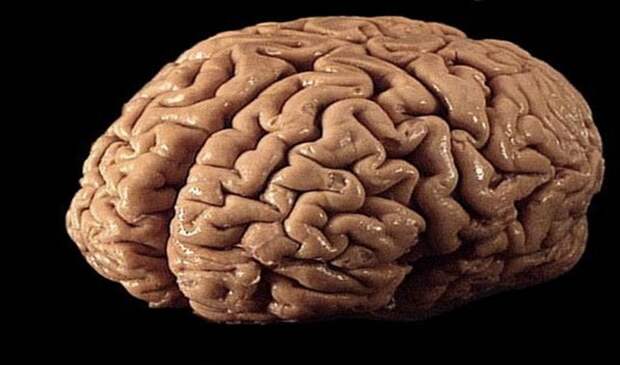 Распространенное заблуждение: полушария мозга имеют различные функции.