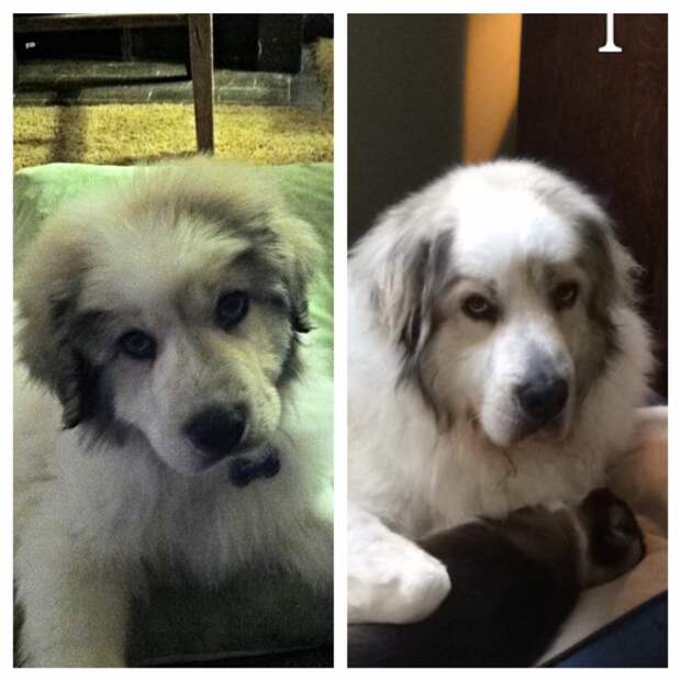 How badger marks change on Great Pyrenees