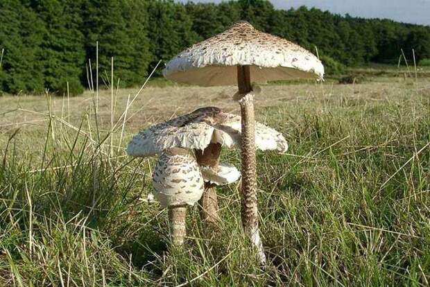 Гриб-зонтик гриб, гриб-зонтик пестрый, грибы, рецепты, самое вкусное блюдо из грибов, самое вкусное грибное блюдо