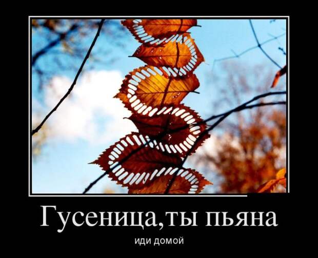 Демотиваторы №1106 (30 фото)