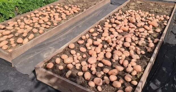 Посадила всего две грядки весной, а картофеля хватило на всю зиму. Больше нет смысла сажать сотками
