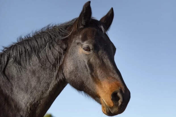 В Швеции у лошадей выявили новый вирус, заражающий человека