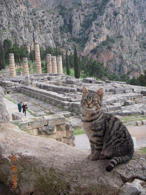 7. Храм Аполлона, Греция достопримечательност, кот, мир