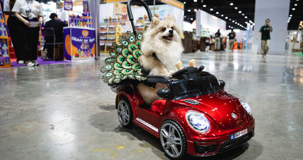 SUPERPET: перед поездкой с питомцем стоит собрать ему аптечку