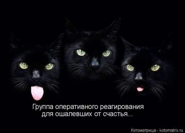 Котоматрица на Бугаге (37 фото)