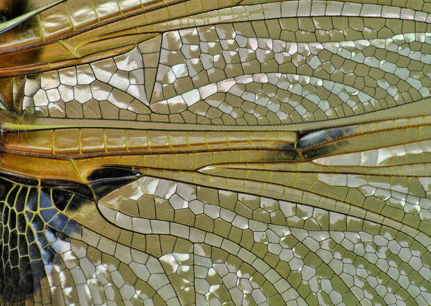 Крылья стрекозы невероятно сложны, когда их рассматривать под увеличением
