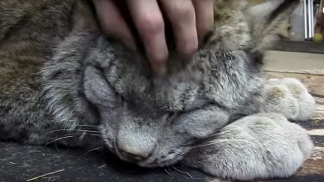рысь с человеком