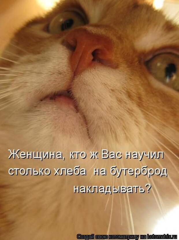 Котоматрицы (картинки с надписями)