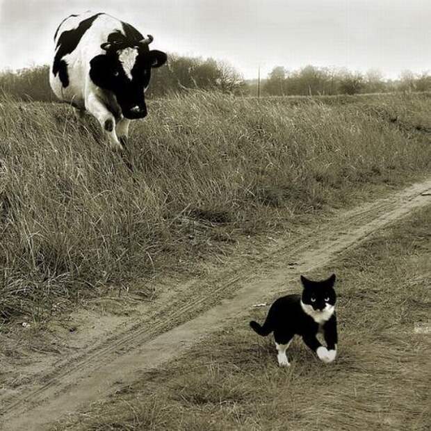 Забавные Животные