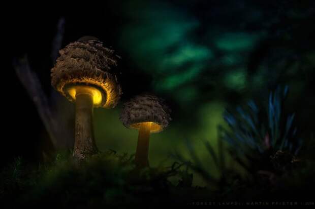 магические фотографии светящихся грибов (14)