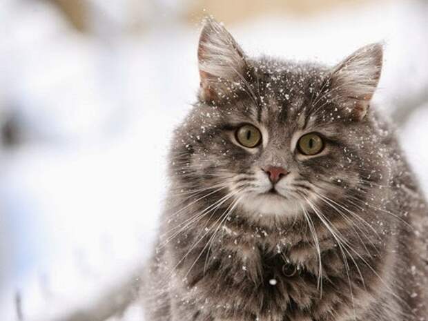 Кошки в снегу Кошки в снегу