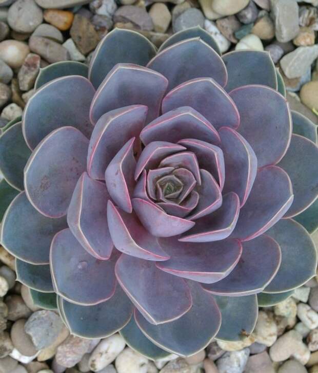 10. Echeveria Hybrid Perle Von Nurnberg дом, растения