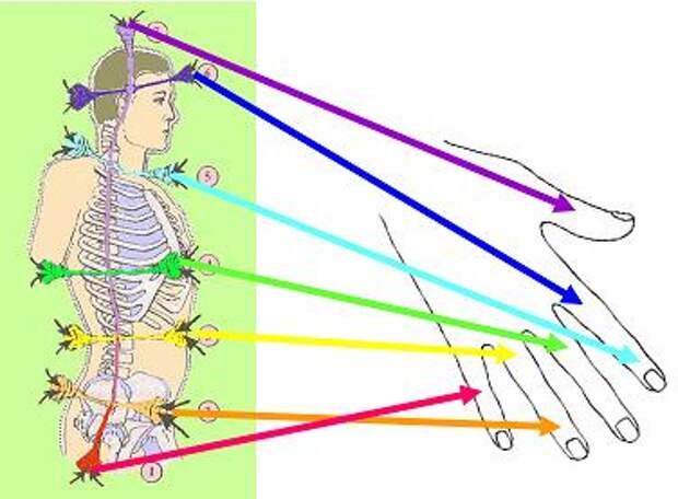 Чакры рук. Чакры и меридианы. Энергетические каналы пальцев рук. Энергетические потоки в теле. Чакры и каналы человека.