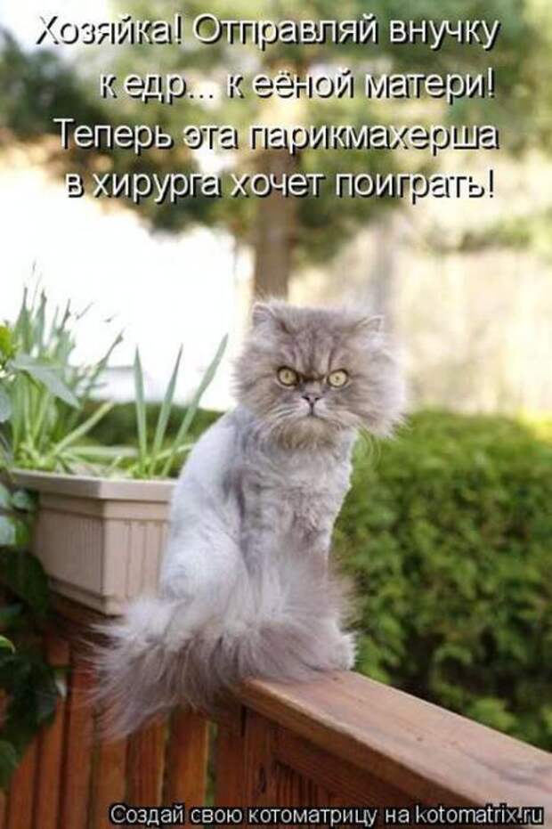 Котоматрицы (картинки с надписями)