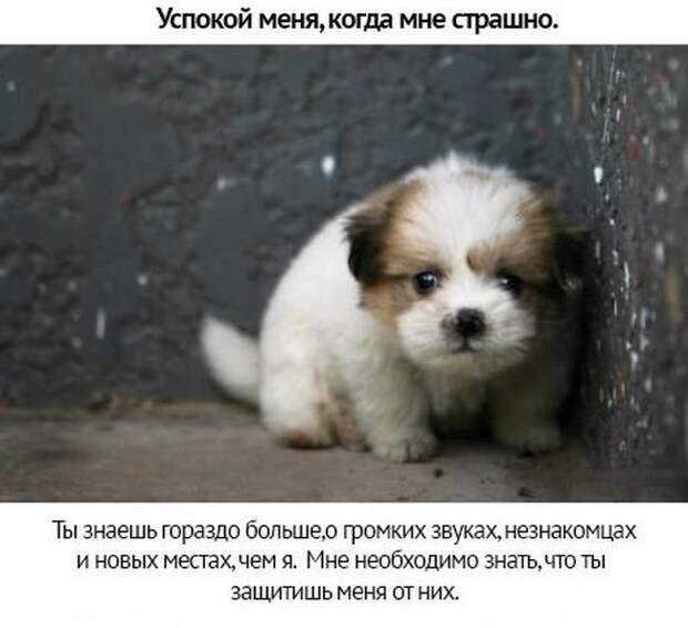 Берегите своих питомцев животные, люди, отношение, собаки