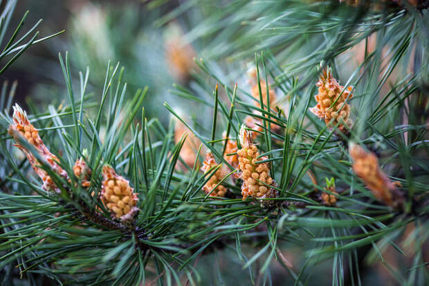 Садовод Черноусова: стричь сосну рекомендуется в конце мая