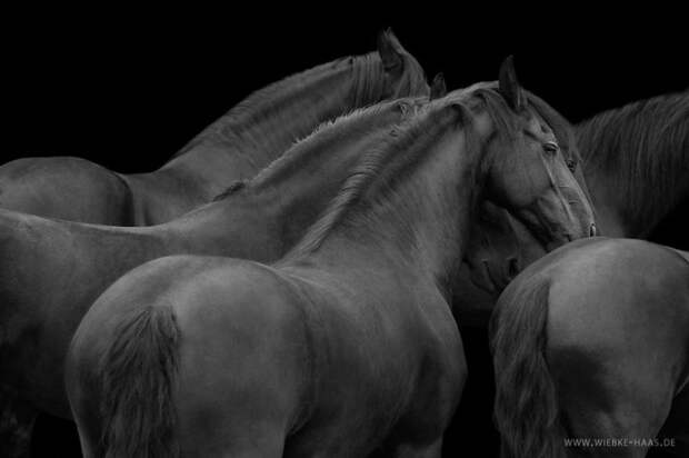 Черный животные, искусство, лошади, фотография