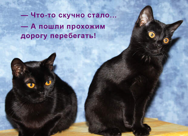 Коты в марте котируются! Немного мурлычного юмора))